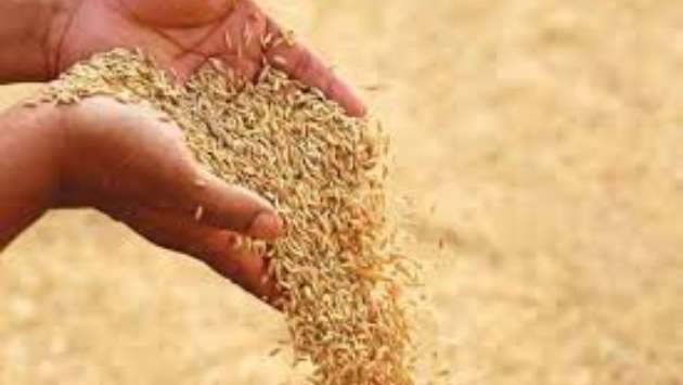 Cabinet approves release of Yala paddy stocks to market