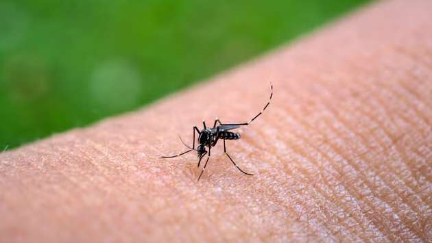 Chikungunya not declared as epidemic: Minister