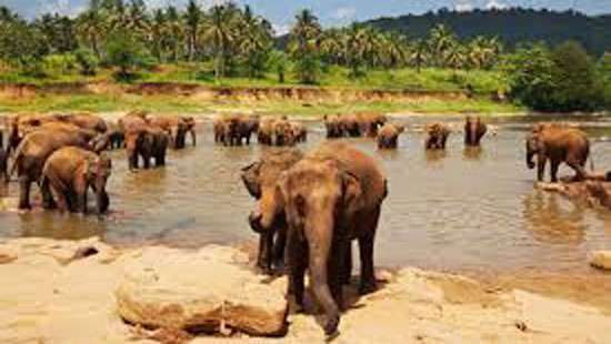 As wild animals proliferate; damages to crops also increase: Ministry