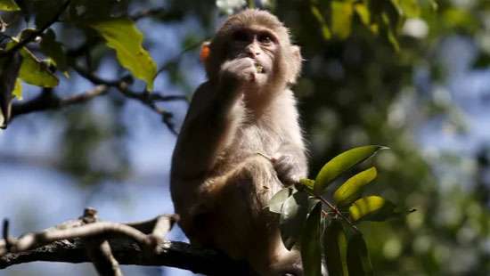 Activists warn of dangers as Hong Kong zoo probes monkey deaths