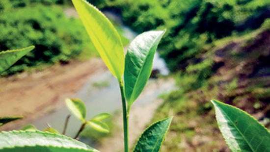 Tea auction wraps first half with firmer demand