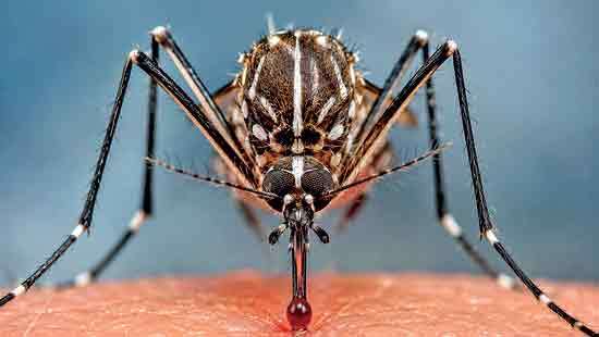 Dengue in Sri Lanka: Symptoms, Warning Signs and Prevention