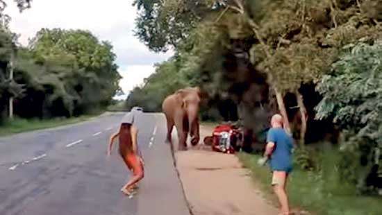 Tourists Encounter Wild Elephant during  National Park Visit