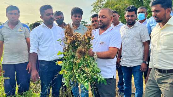 No need to import ’jumbo peanuts’, we have ’Ceylon Jumbo’: Amaraweera ...