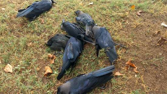 Hundreds of kaputas fall dead in Puttalam town causing alarm