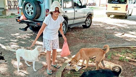 Terrorising helpless street dogs won’t impress Narendra Modi
