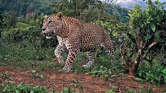 World Leopard Day: LRCP to facilitate human-leopard coexistence using evidence-based insights
