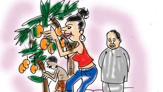 Mango farm, a stepping stone to politics!