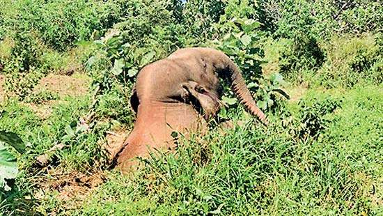 Jumbo dies after falling into pit