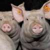 Animal Health Dept eases restrictions on African Swine Fever control