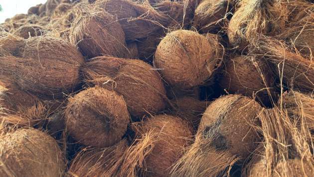 Coconut prices surge as intermediaries profit from auction sales