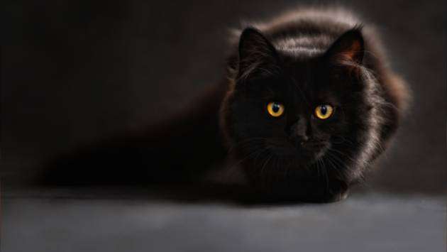 Spanish town bans black cat adoptions during Halloween