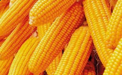 Special tax on maize reduced only for Triposha manufacturing companies: Siyambalapitiya
