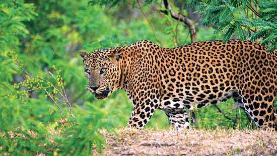 Changing public perception, a win for protecting the Sri Lankan Leopard