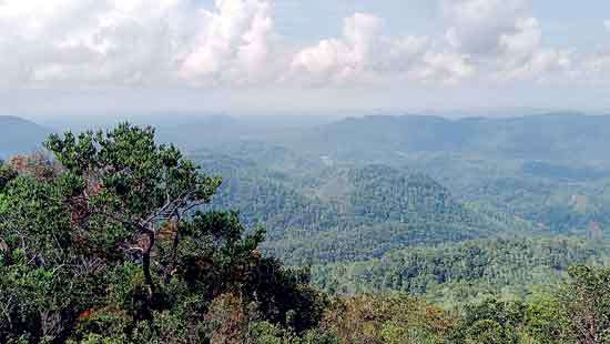 Invasive plants pose threat to endemic wildlife in  Kanneliya