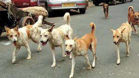Western Province plans new dog population management programme