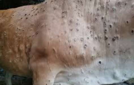Steps taken to control spreading Lumpy Skin Disease: Minister