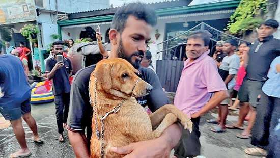 Helping stranded dogs and removing snakes from flooded homes