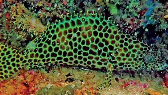 Hambantota Port emerges as marine biodiversity hotspot with over 8 unique fish species