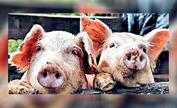 Disease spreading among pigs raises eyebrows