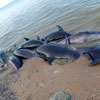 Pod of Common Bottlenose Dolphins found dead near Wilpattu