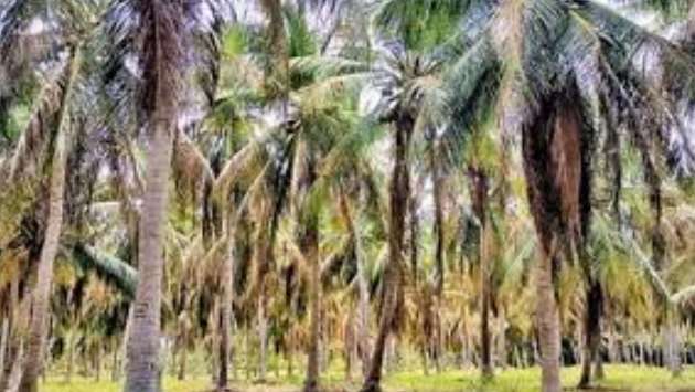 Coconut Board calls for info on damaged coconut trees by December 25
