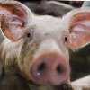 People in possession of pork to face legal action