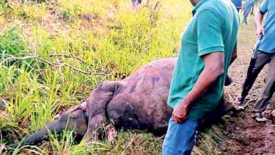 Wild elephant run over
