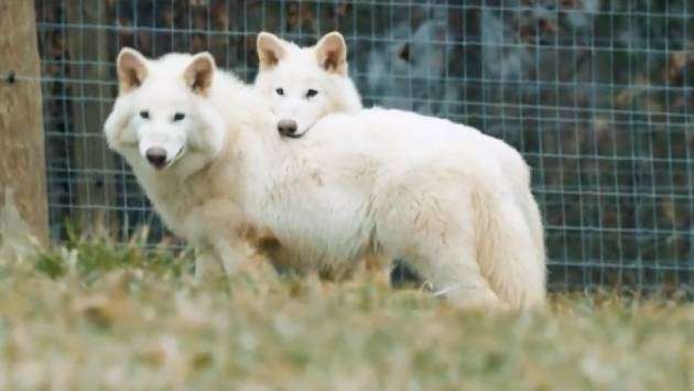 Extinct dire wolf species returns after 12,500 years