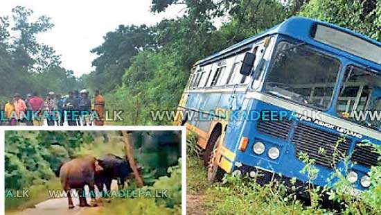 Passenger bus comes under attack during fierce battle between wild elephants