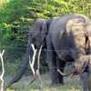 Petition to prevent elephant electrocutions fixed for hearing