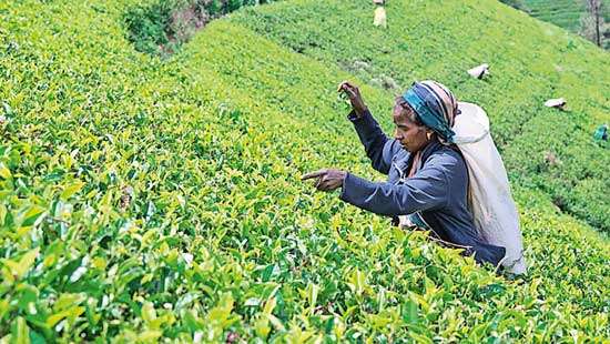 Plantation sector wage hike likely to get delayed