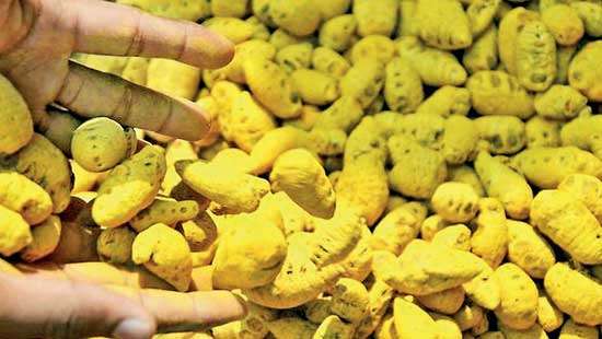 Beyond turmeric: How import controls affect Sri Lanka’s economy