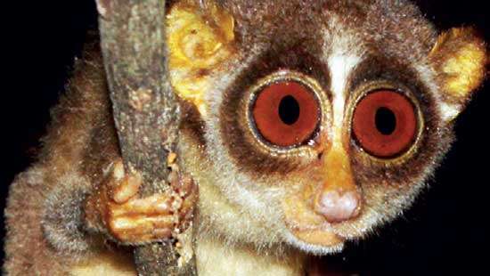 New primates discovered in SL;  hiding in jungles for years