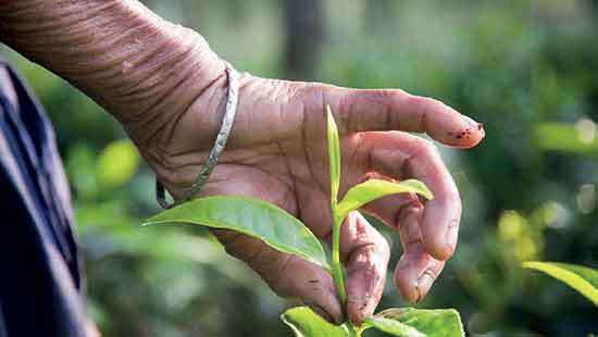 ‘Two leaves and a bud’ becoming fiction as climate change hits tea: Dilmah Chief