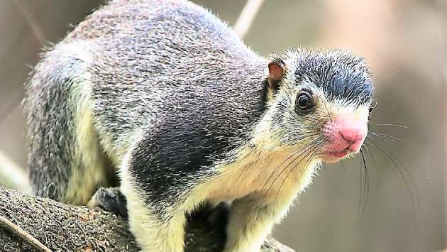 Giant squirrels, among animals doomed in farmlands in future: K.D. Lalkantha