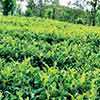 Tea auction average slips Rs. 31 in June