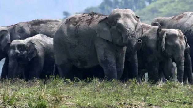 App to reduce deaths by elephants launched in India