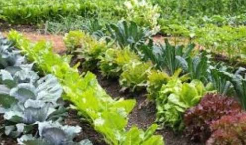 All agriculture sector authorities agree to work together to cultivate 13 crops for Maha season