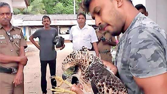Hawk saved and released