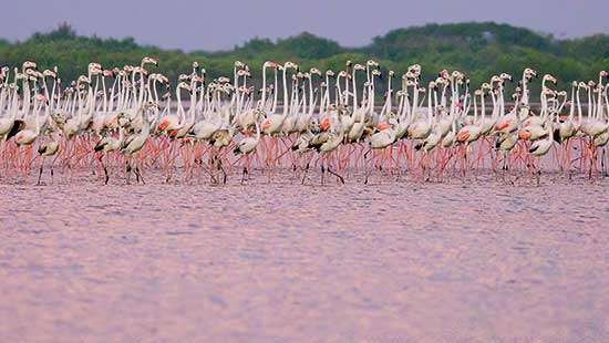 Litigants against harmful wind power project demand safety  of Mannar  Island