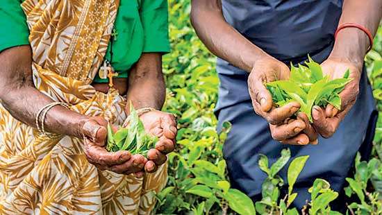 Colombo Tea Auction sees 5.1 MnKgs under hammer this week