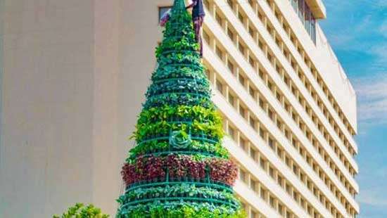 Vegetable Christmas tree emerges from Galle Face