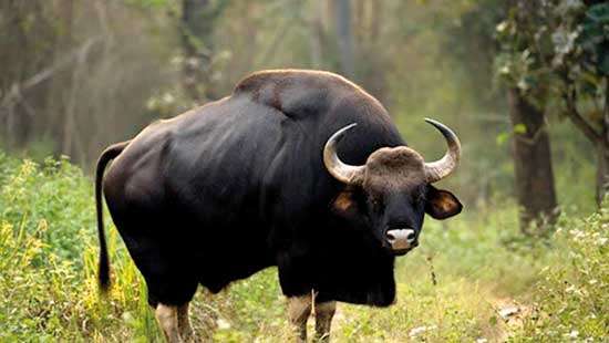 Restoring the Gaur to Sri Lanka