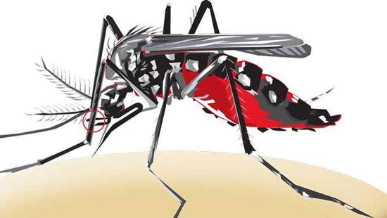 Over 8,000 Dengue cases so far for 2022