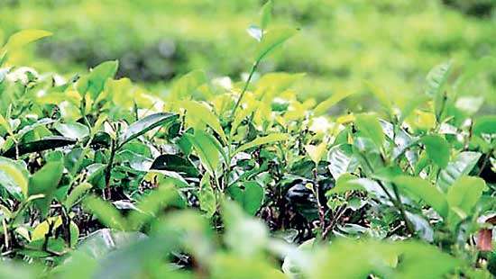 National tea sales average up 6% MoM, down 18% YoY
