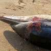 Dead dolphin found washed ashore in Wilpattu national park