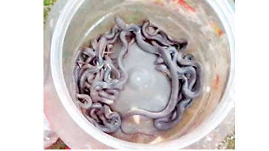 30 snakelets  found in outdoor classroom at a school  in Kurunegala