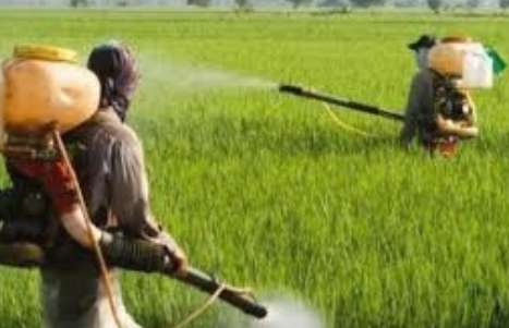 Another variety of chemical fertilizer to paddy farmers for next Maha season
