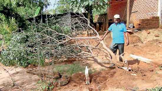 Wild elephants destroy cultivated crops